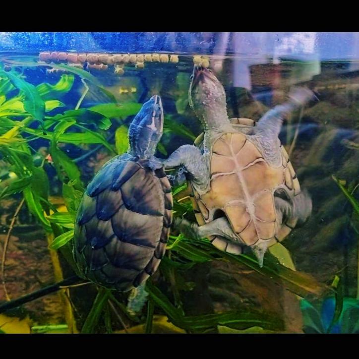 XJ—老登养龟🐢🐢