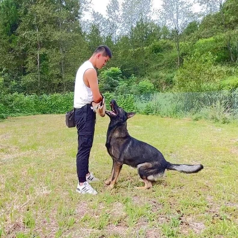 蚂蚁宠托师-小峰