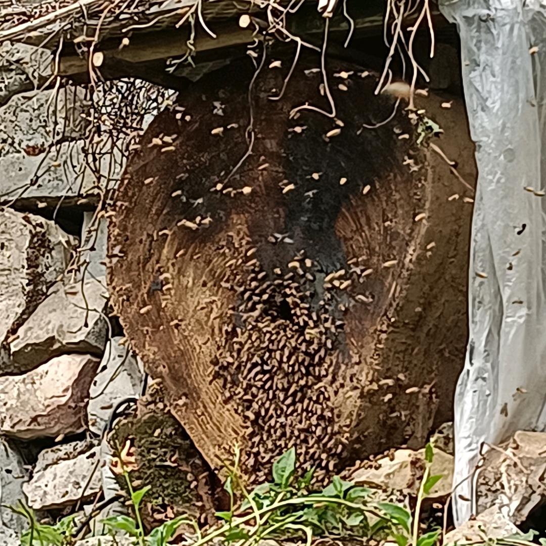 大善人三农生活记