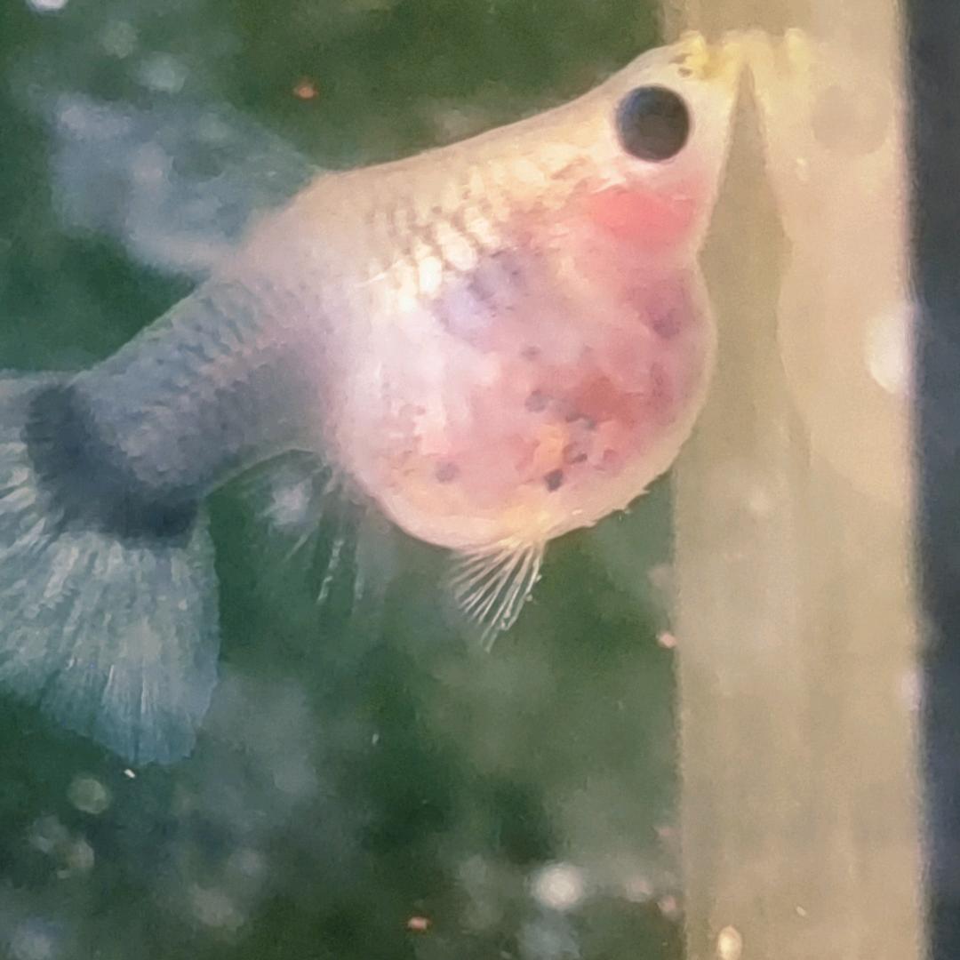 瓜哥聊鱼水族工作室