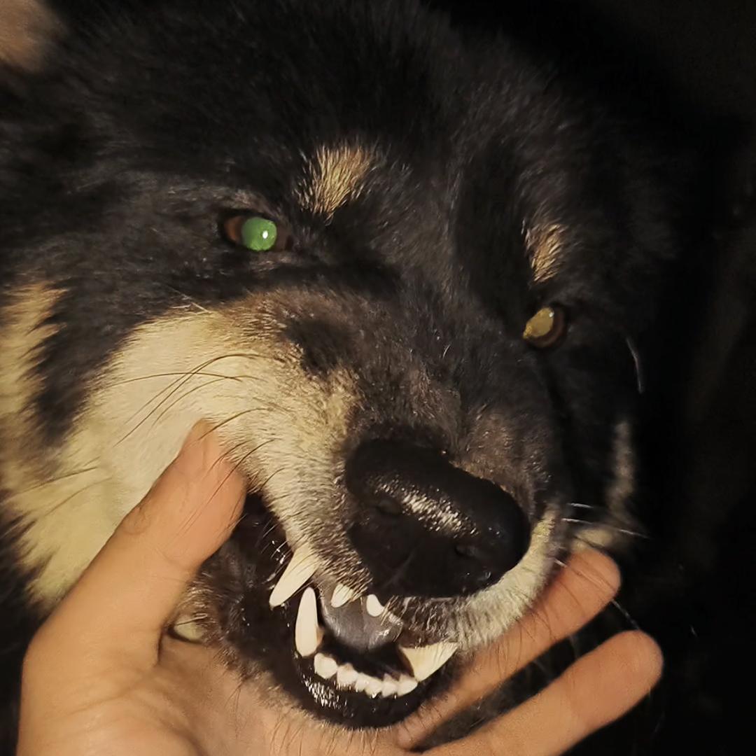雪的田园犬