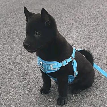 毛孩子…中华五黑犬