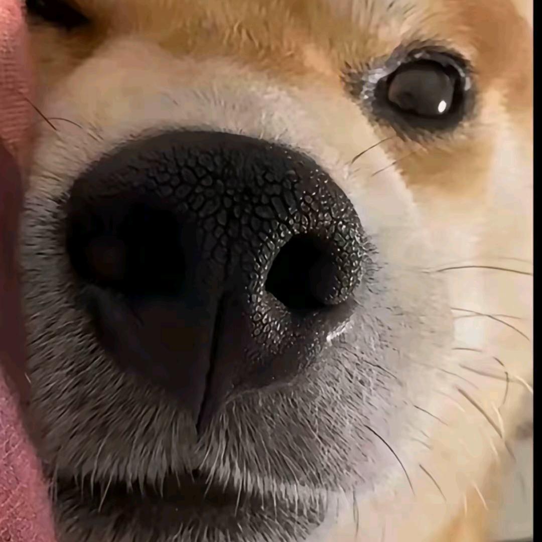 咦惹