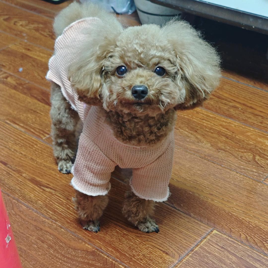 卷卷毛