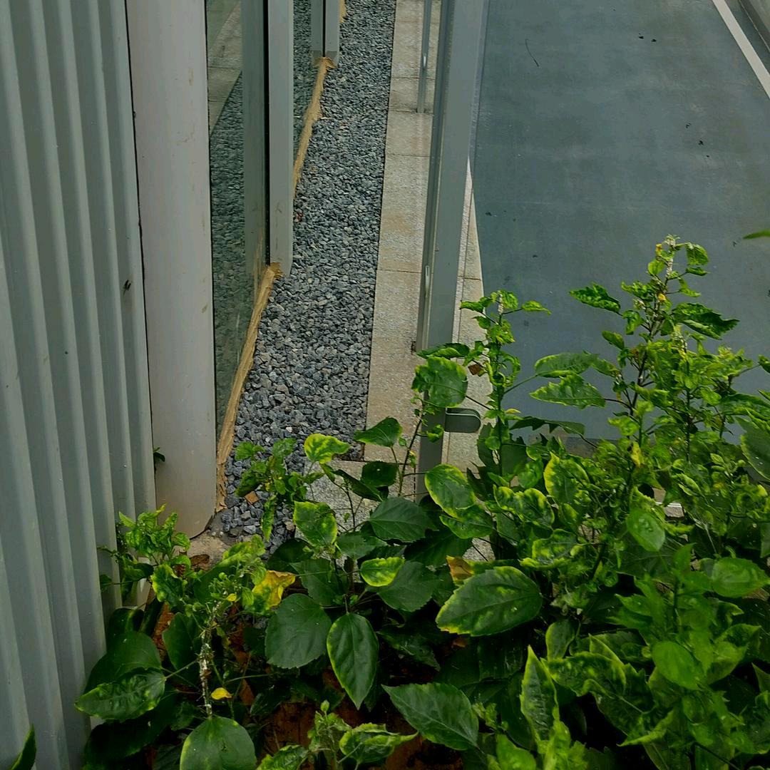 KK猫