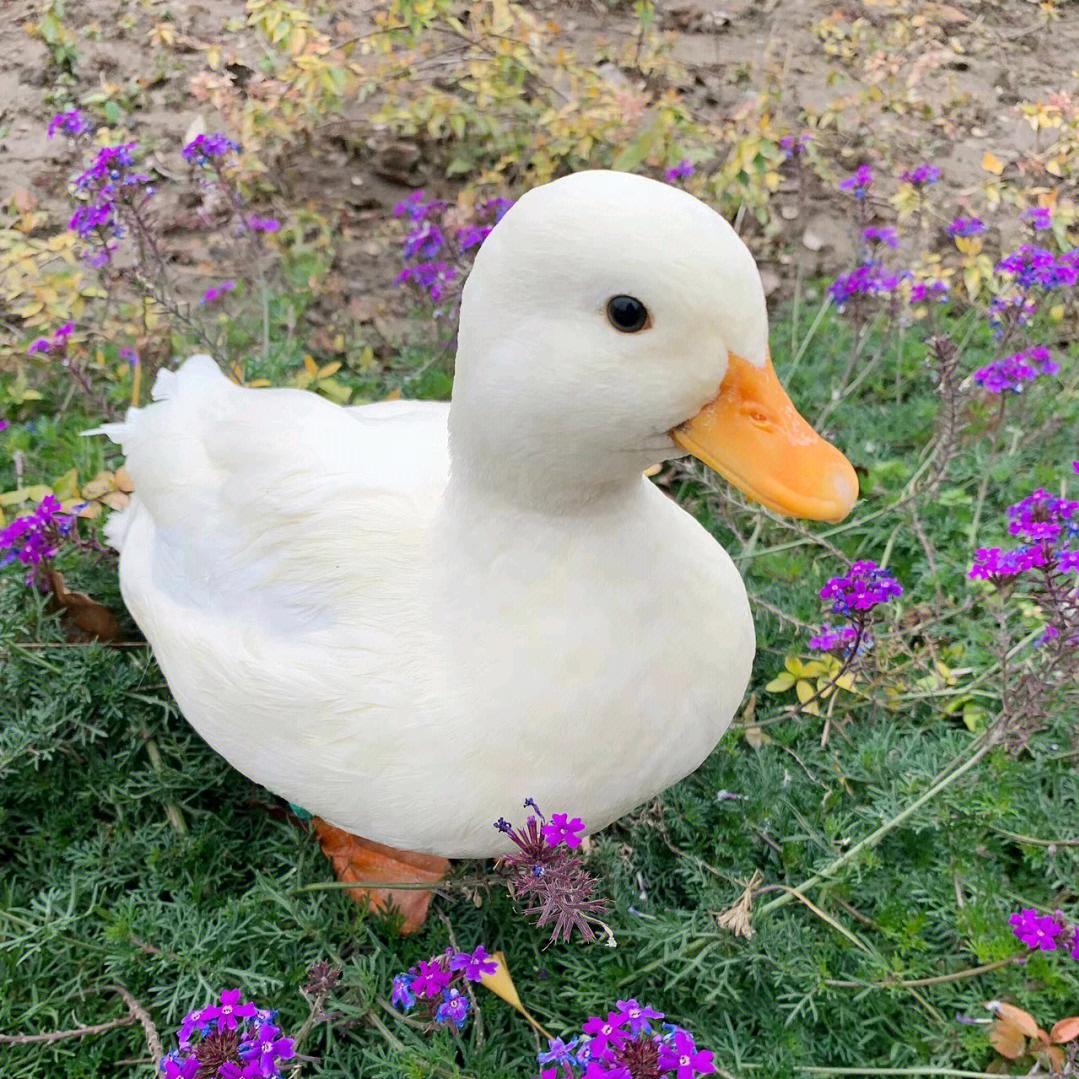馨馨柯尔鸭