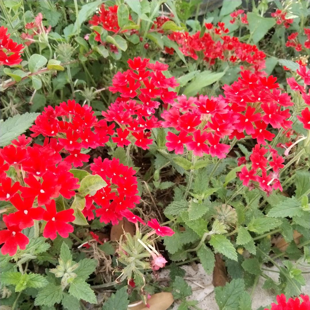花开花落头像