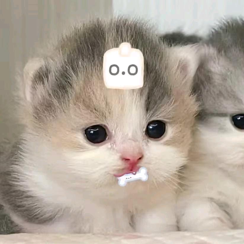 猫宸