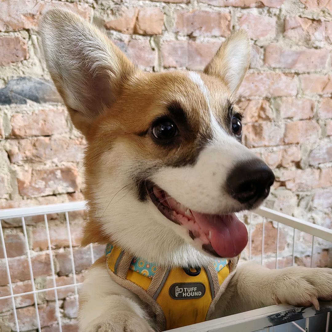 喂！八基🐶