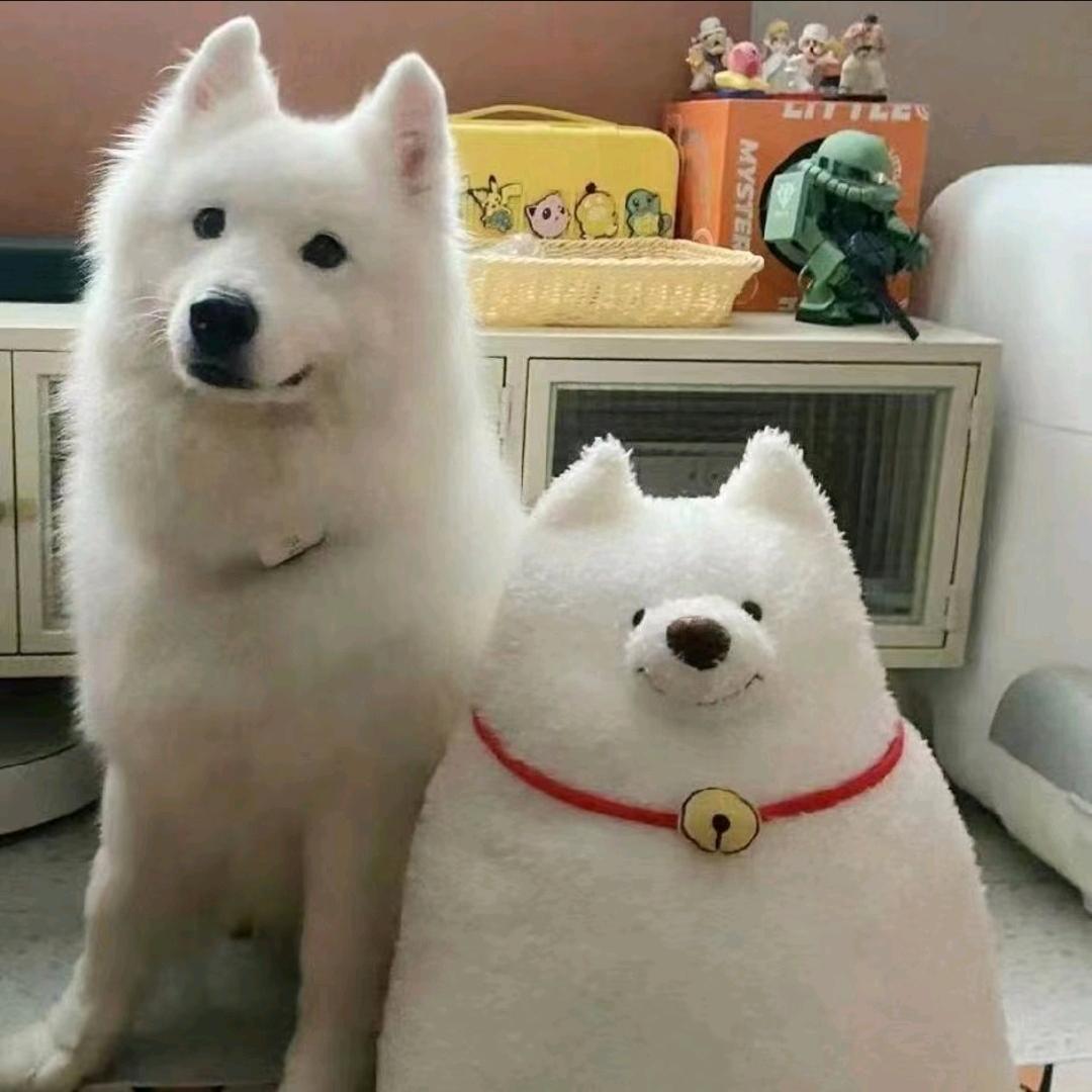 Y.