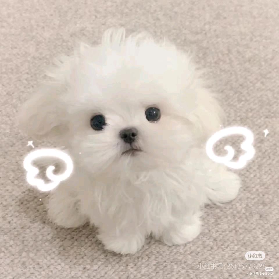 茉莉有魔力