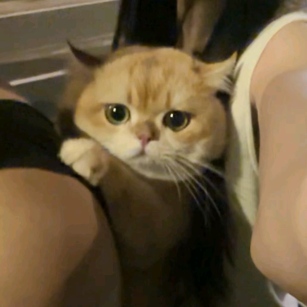 噜噜呼噜噜