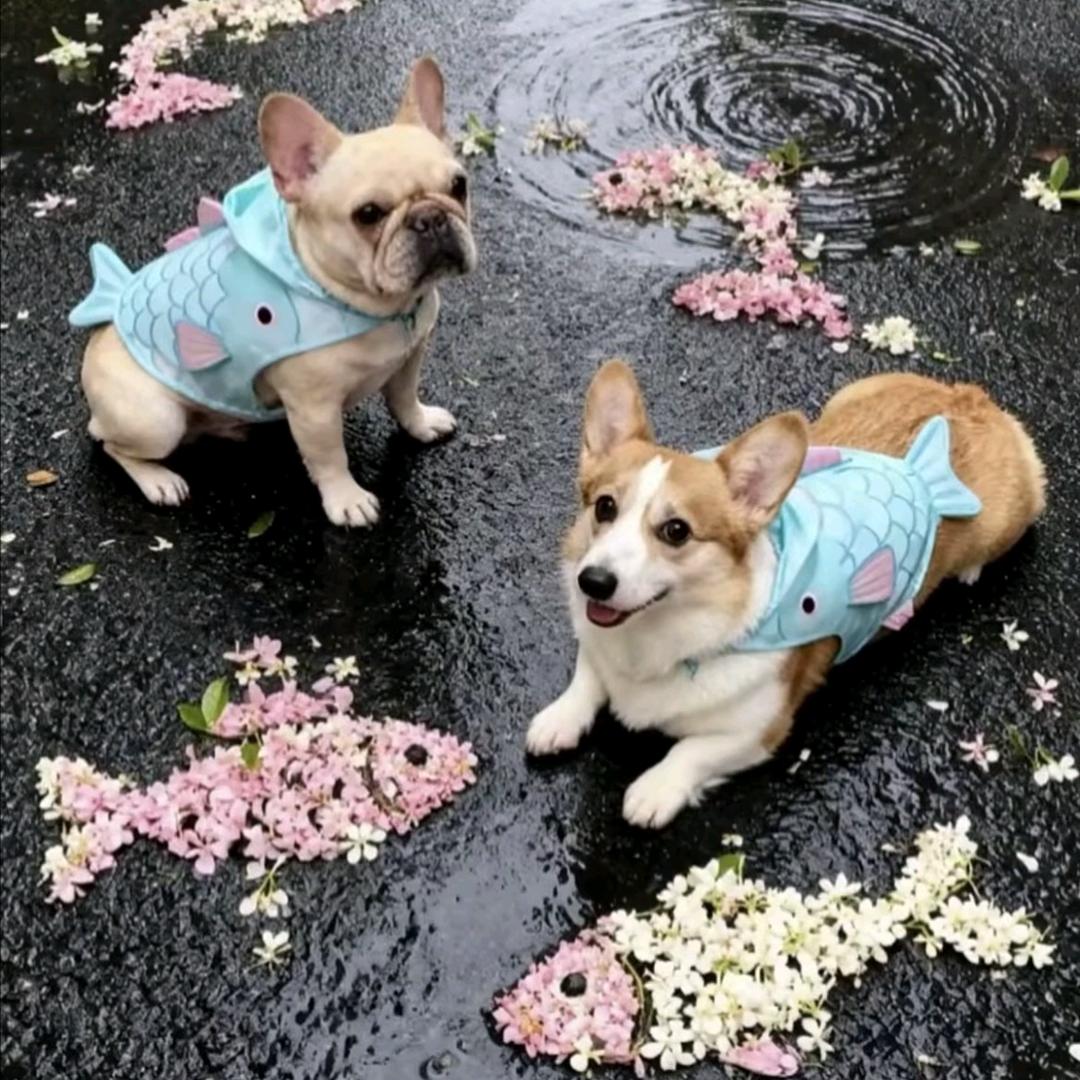 一伞烟雨🐟🐟
