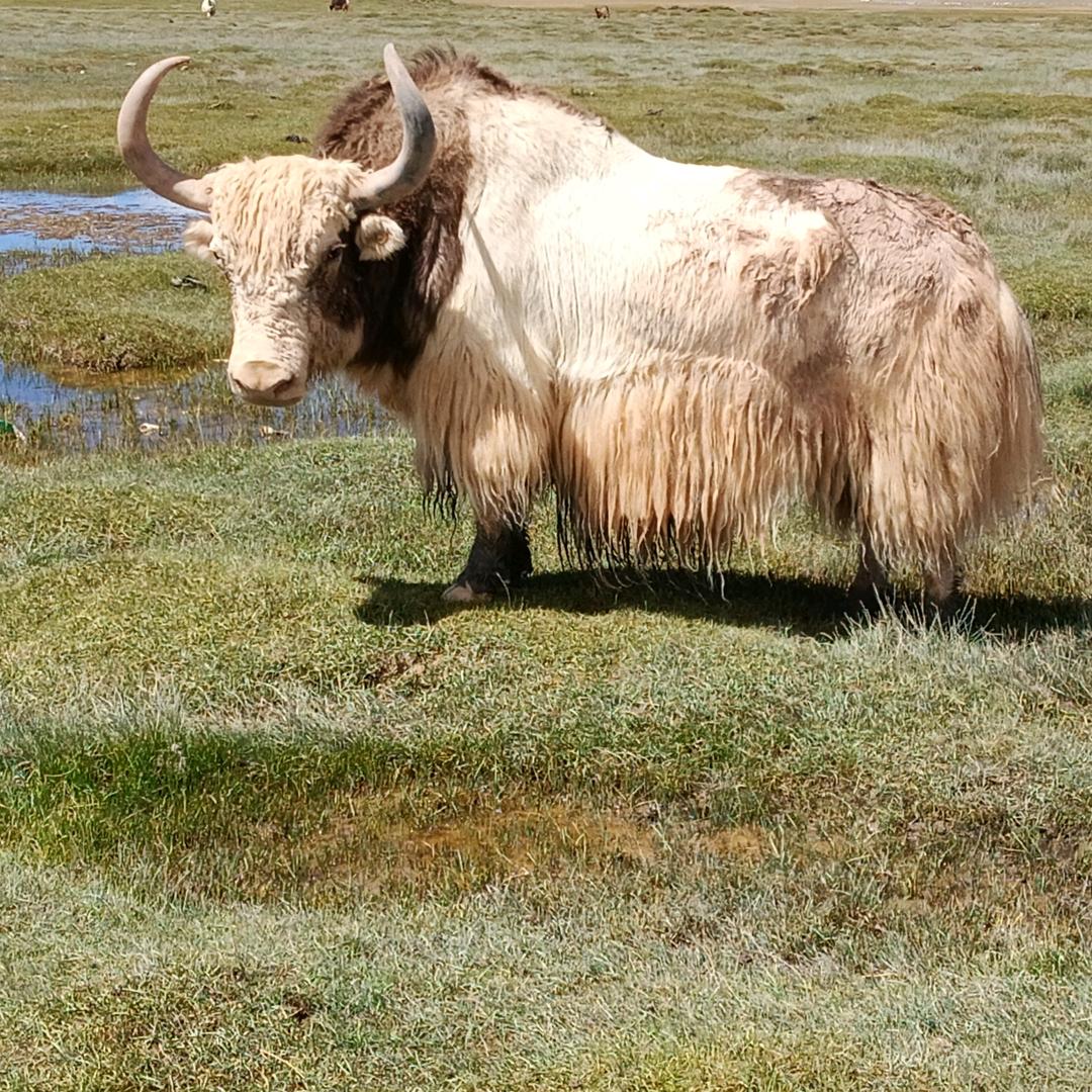 西藏尼玛县