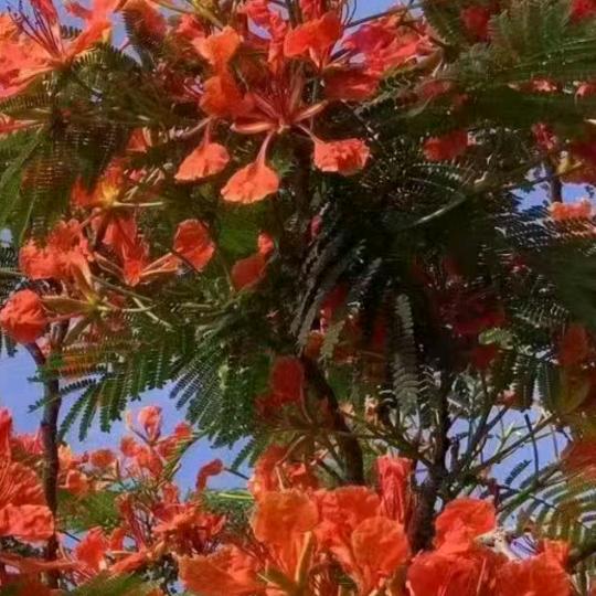 好人一生平安。