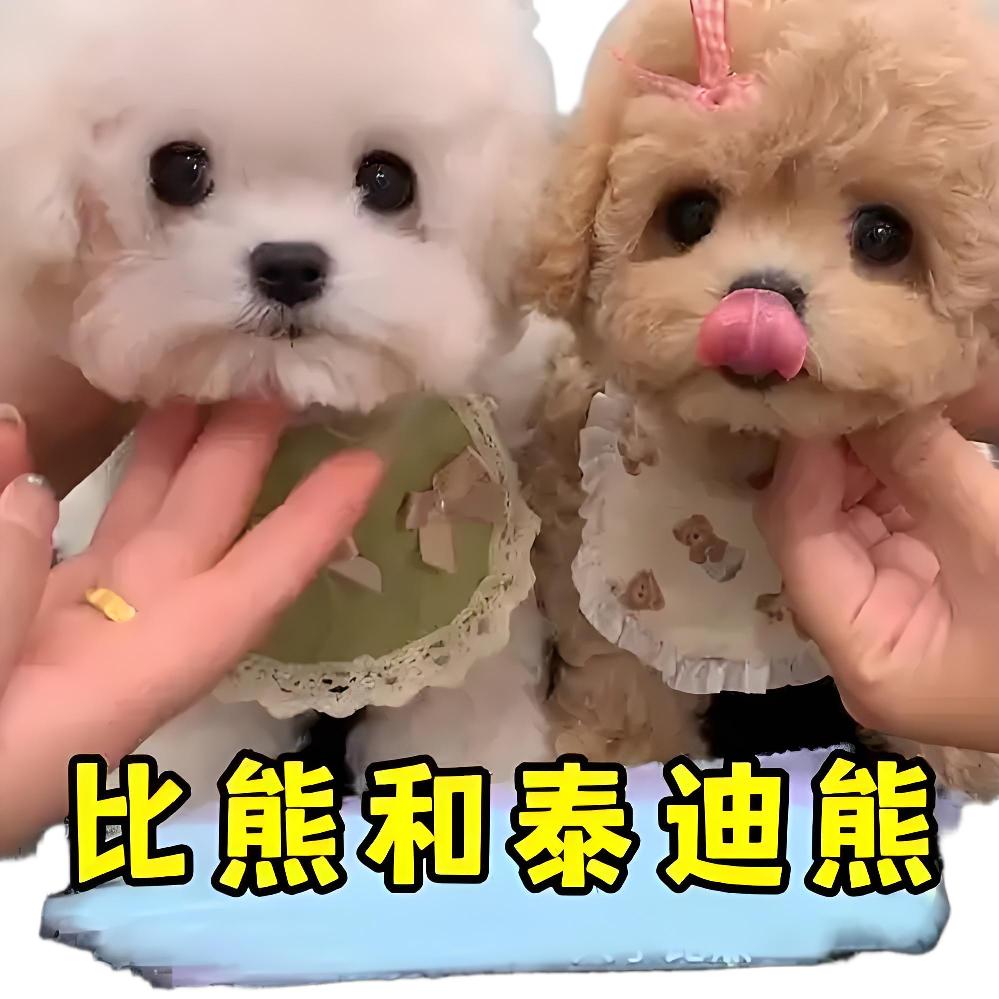糖糖浅浅韩系比熊（供应链）