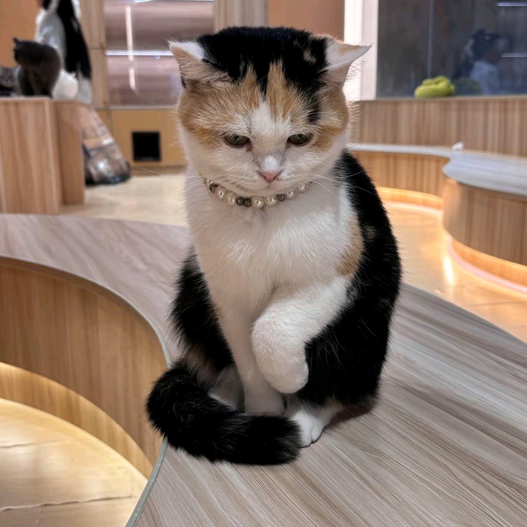 偷吃直男被打成猪头