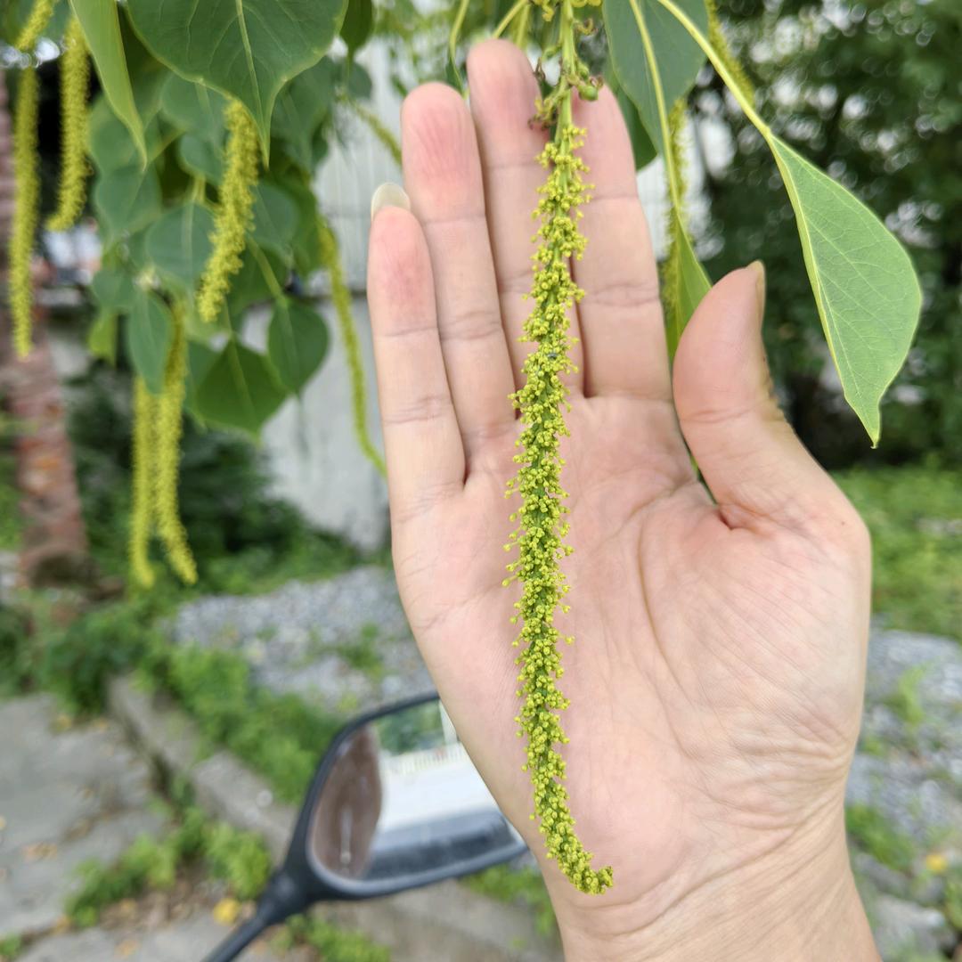 蜂富人生