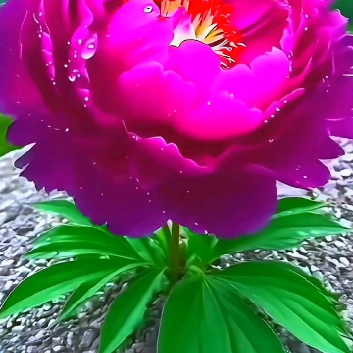 🌹🌹🌲🌲我爱我的家🌷🌷💐