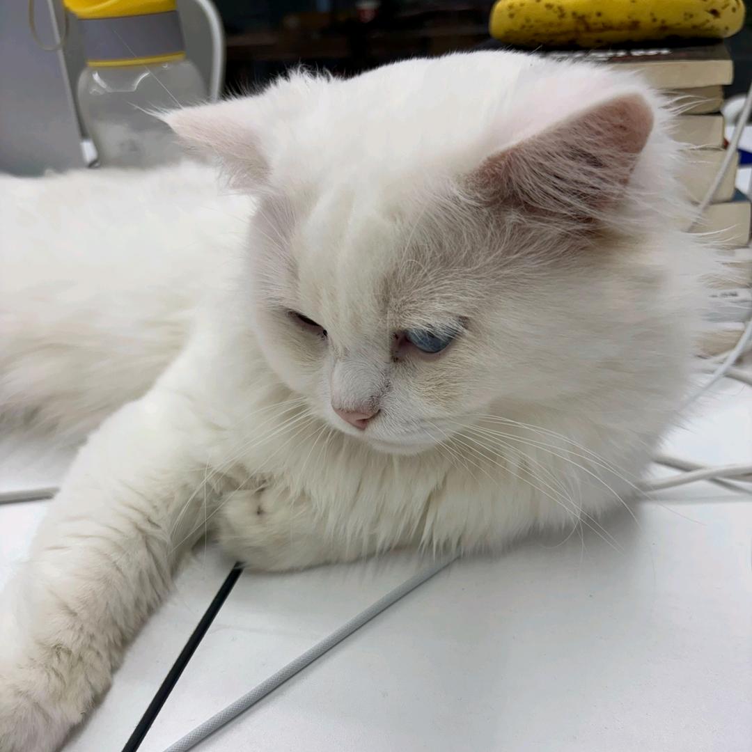 深圳市雷米高生物科技有限公司