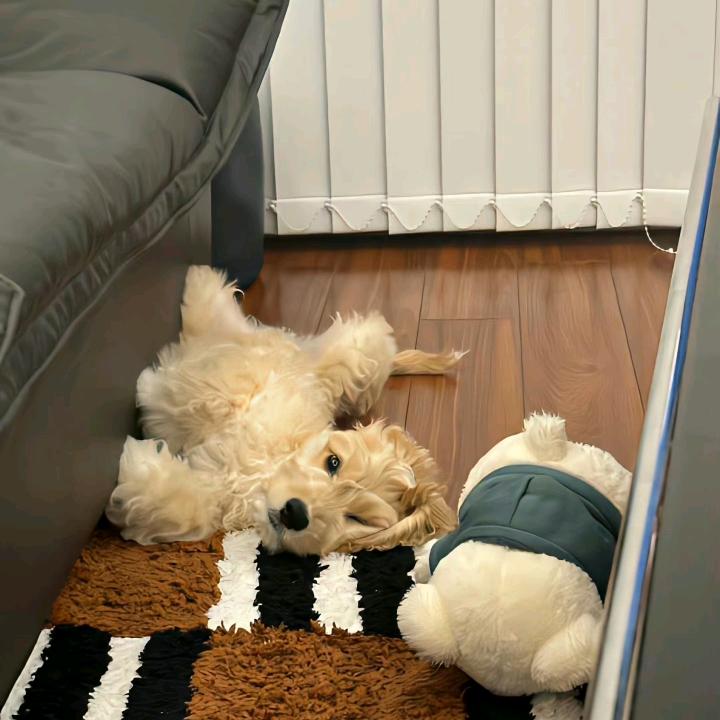 ₍˄·͈༝·͈˄*₎◞ ̑̑