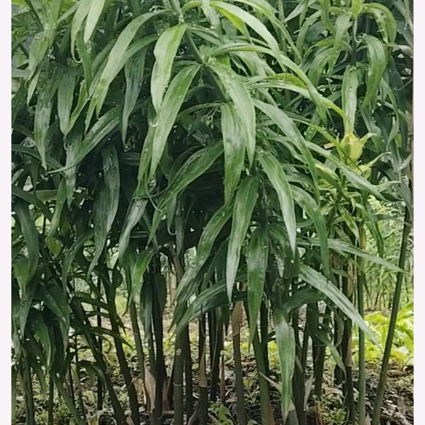 种黄精的九哥