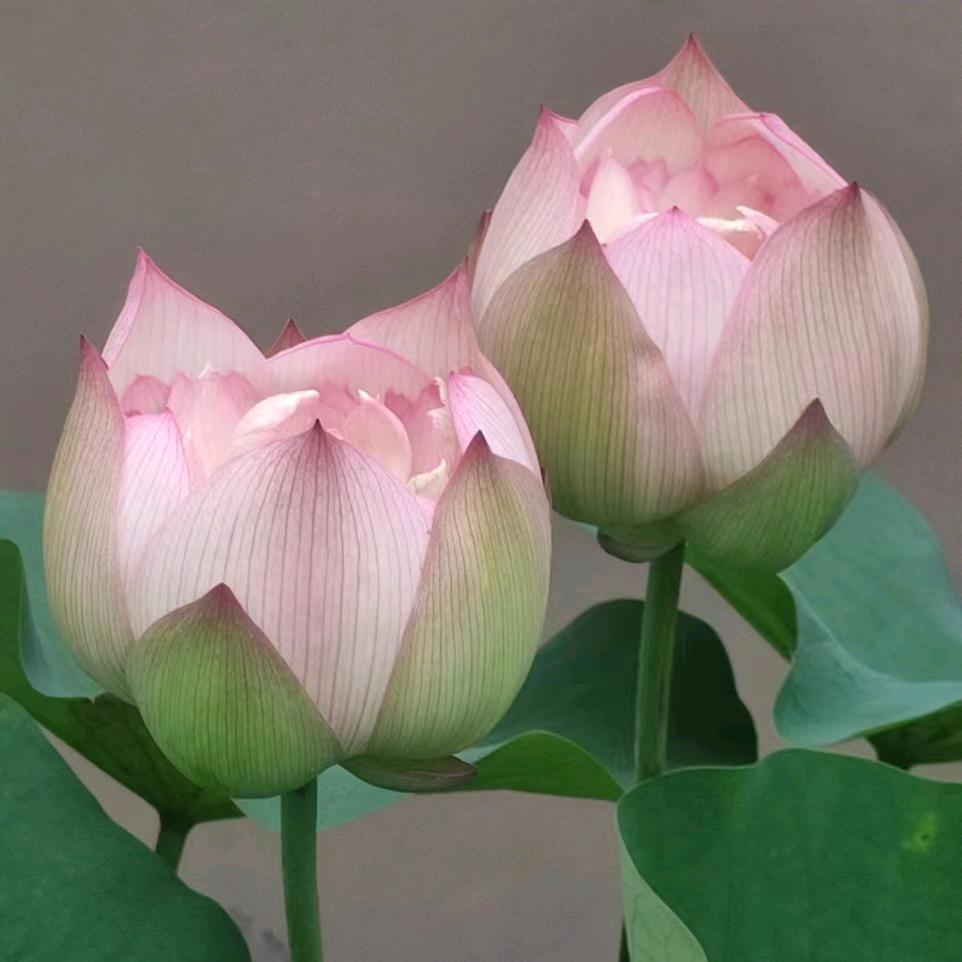 💞一切🇨🇳随缘💕