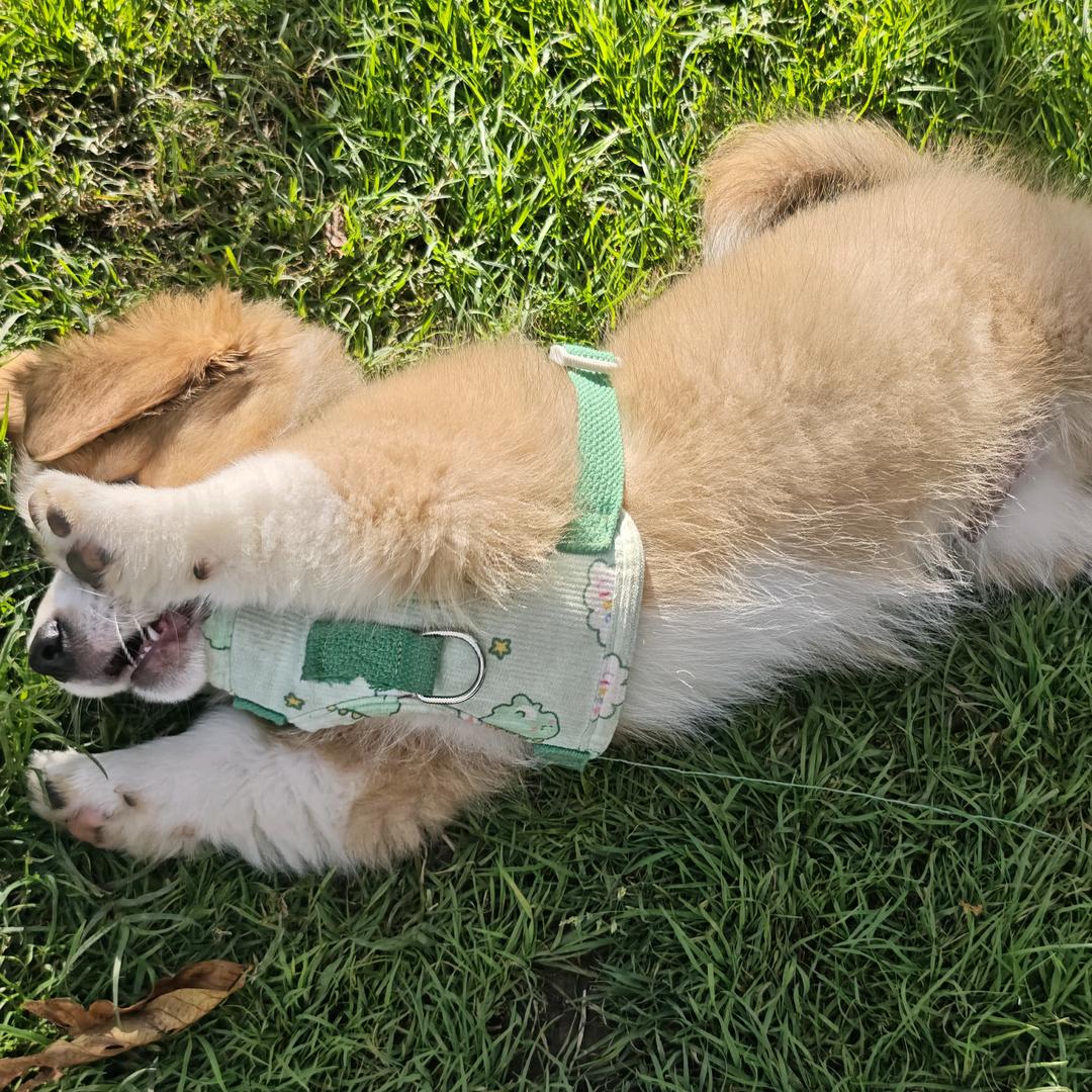 吃货福宝🐶爱睡觉