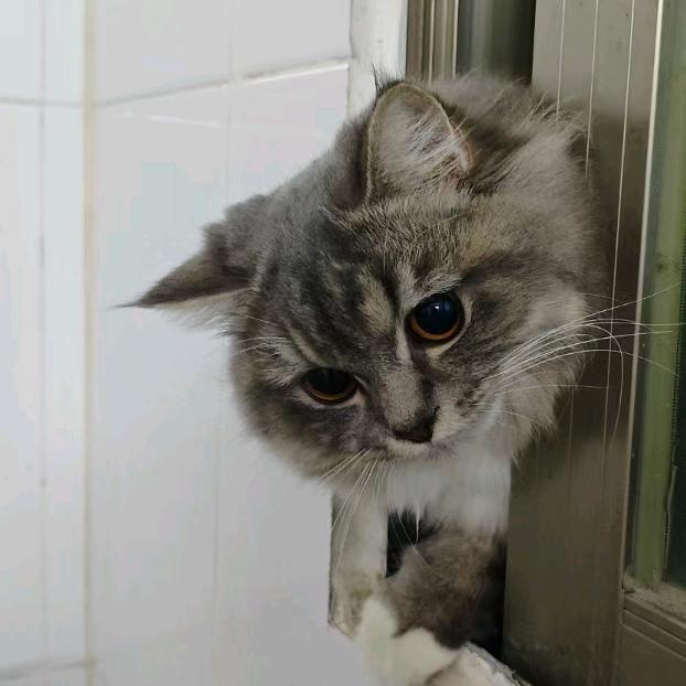 做你的猫💘