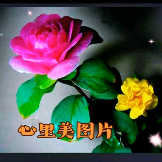 🌹心里美🌹