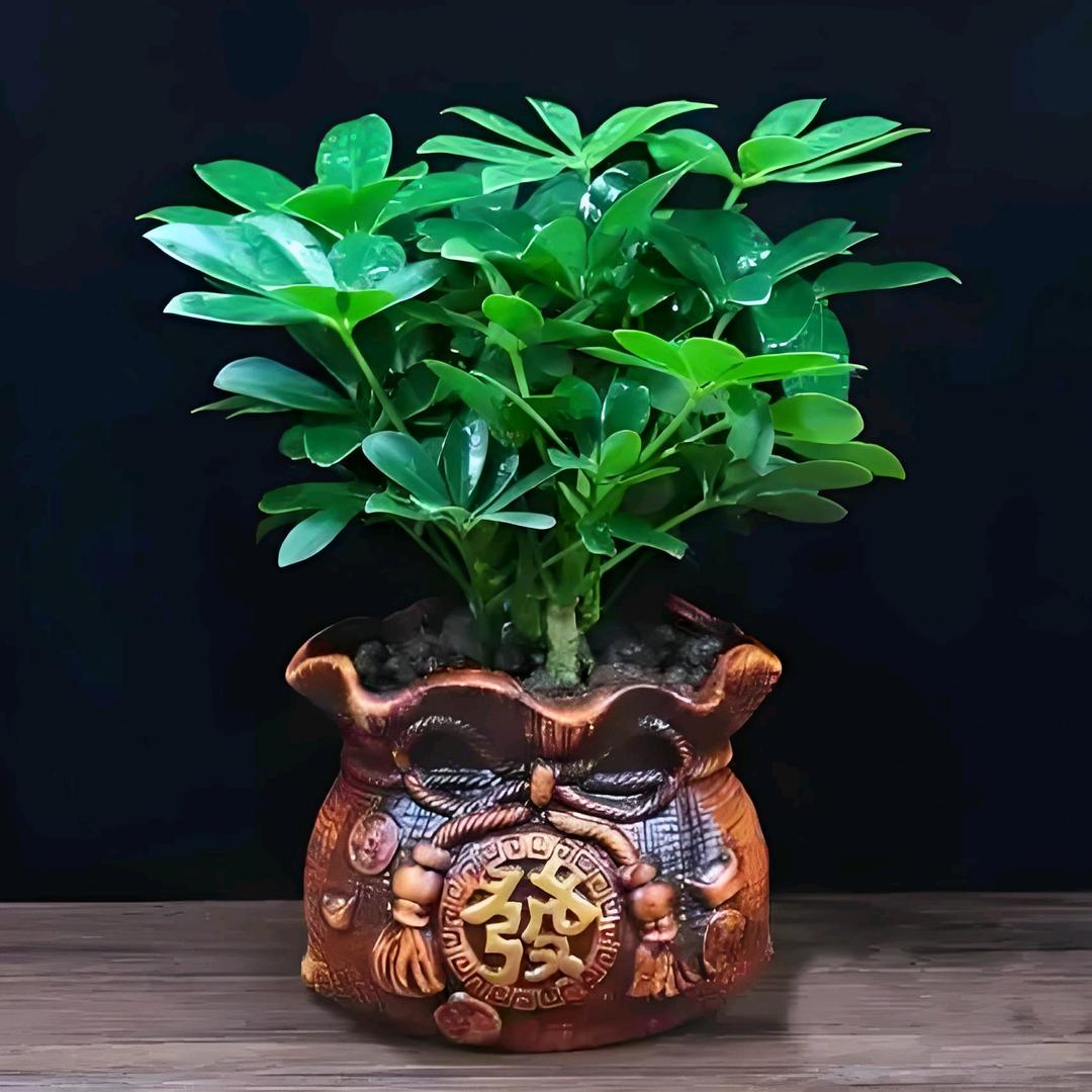 萃可多植物营养液