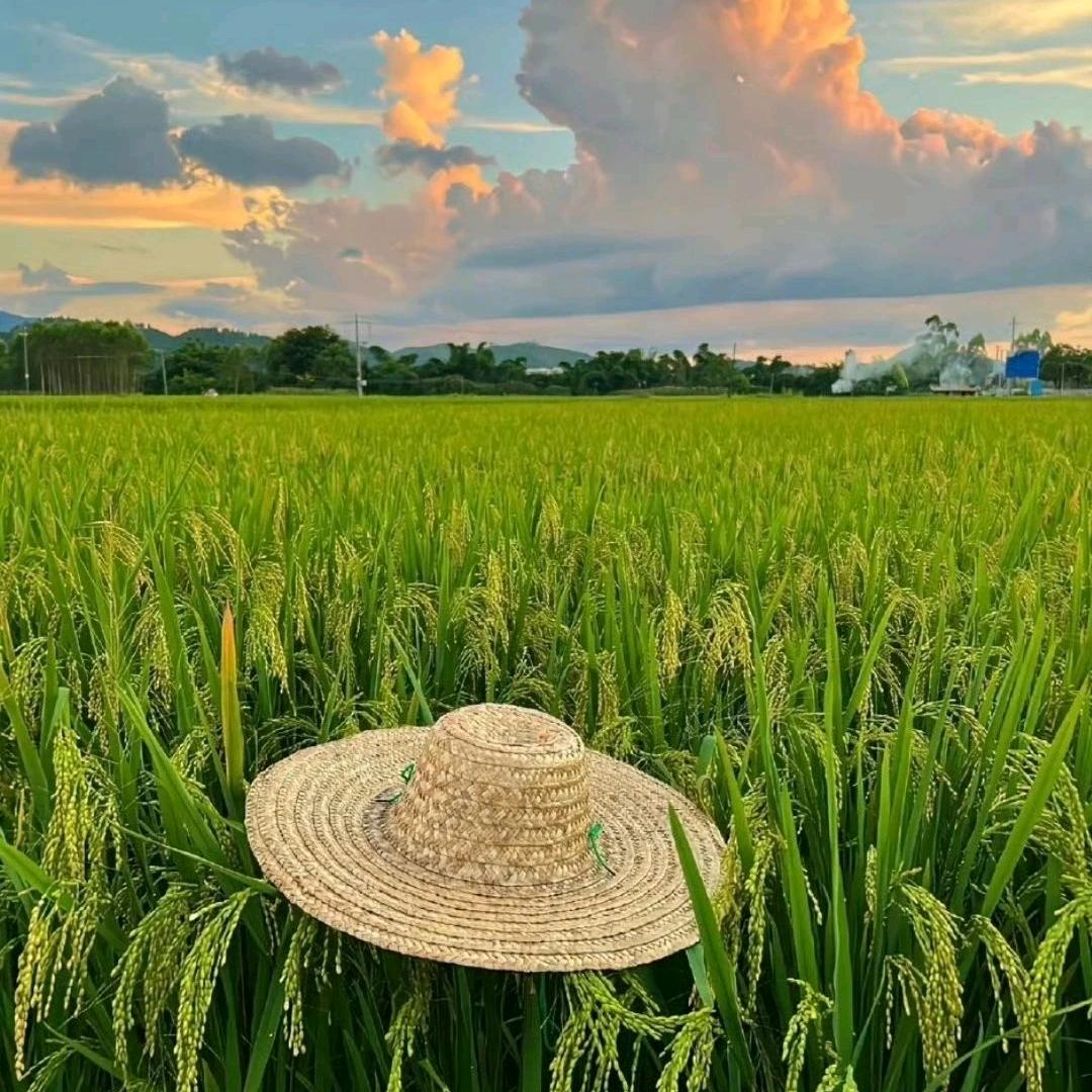 郑小郑