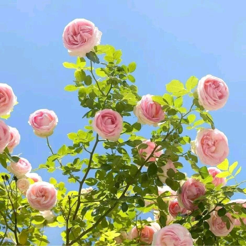 开心快乐我是万万🌷❤️