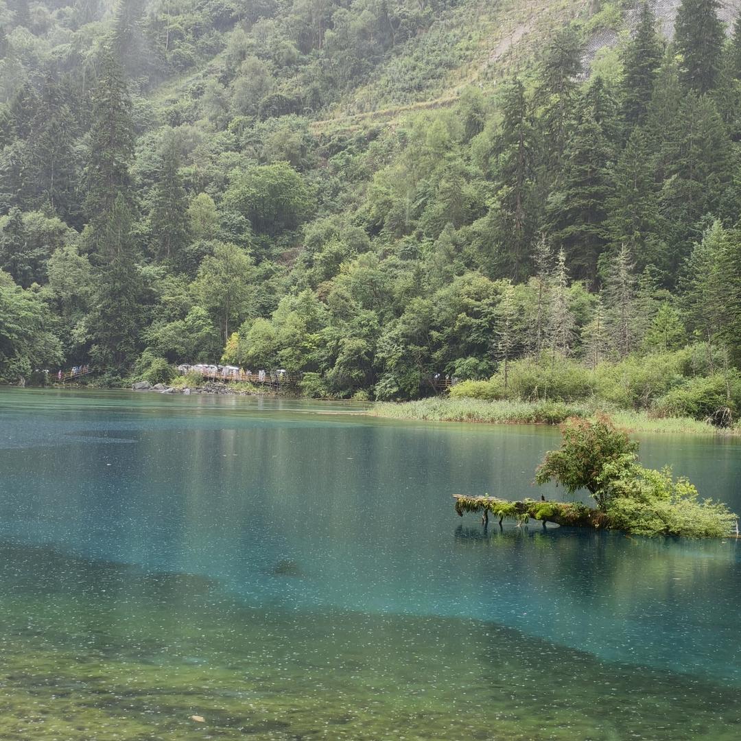 风雨玫瑰