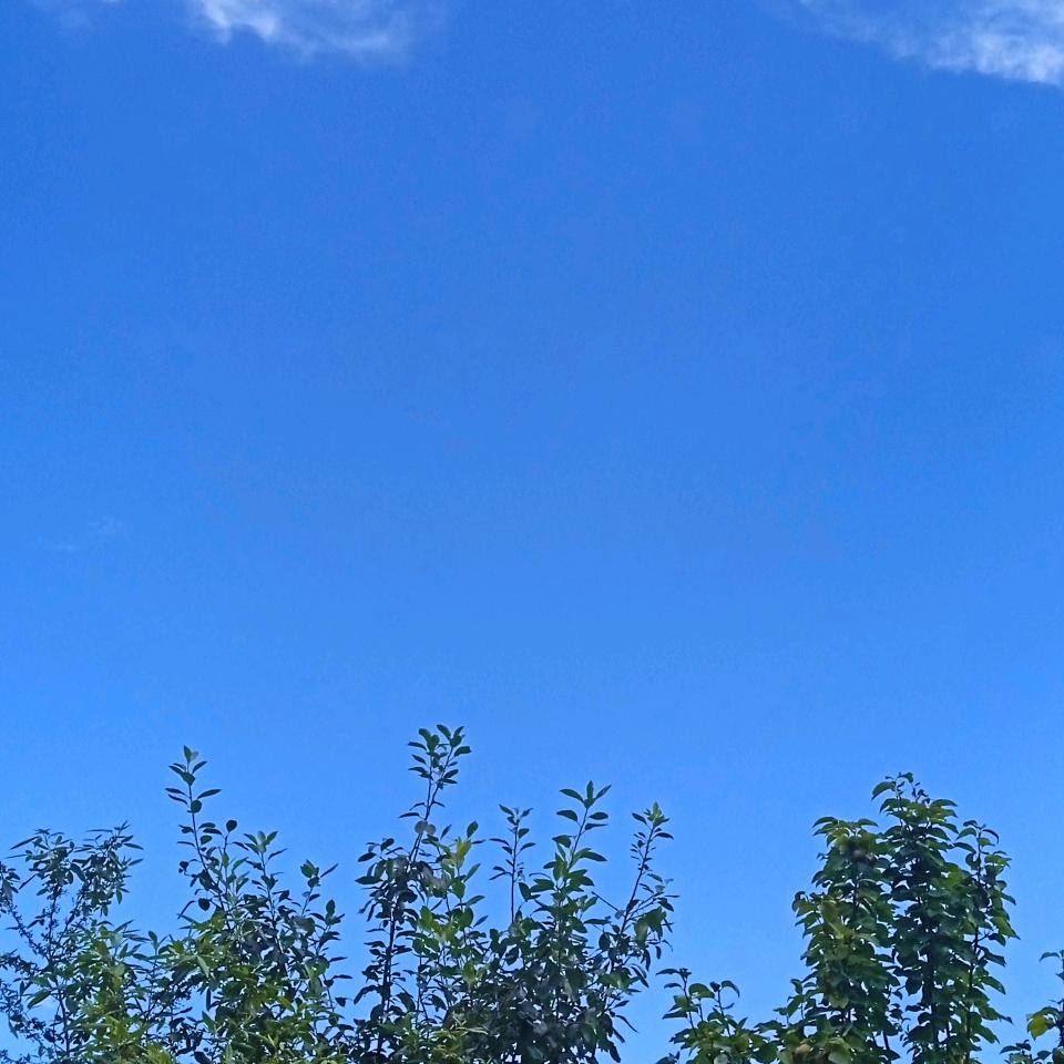 我的名字叫晨晨
