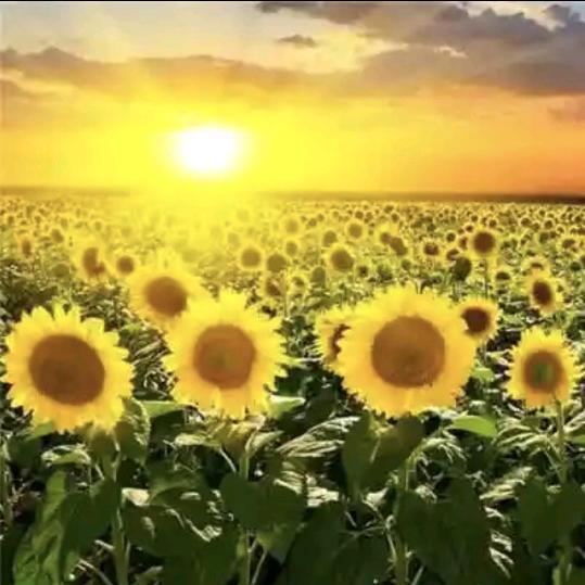 ༀ꯭꧁꯭꫞꯭劉꯭꫞꯭꧂: