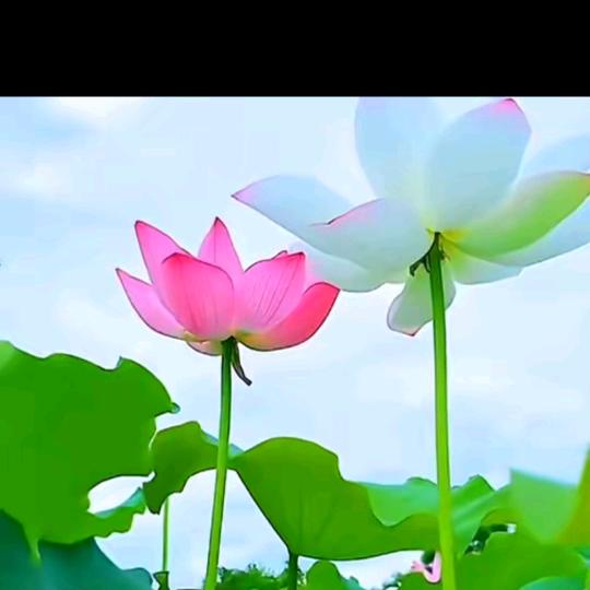 🌹范雨林🌹