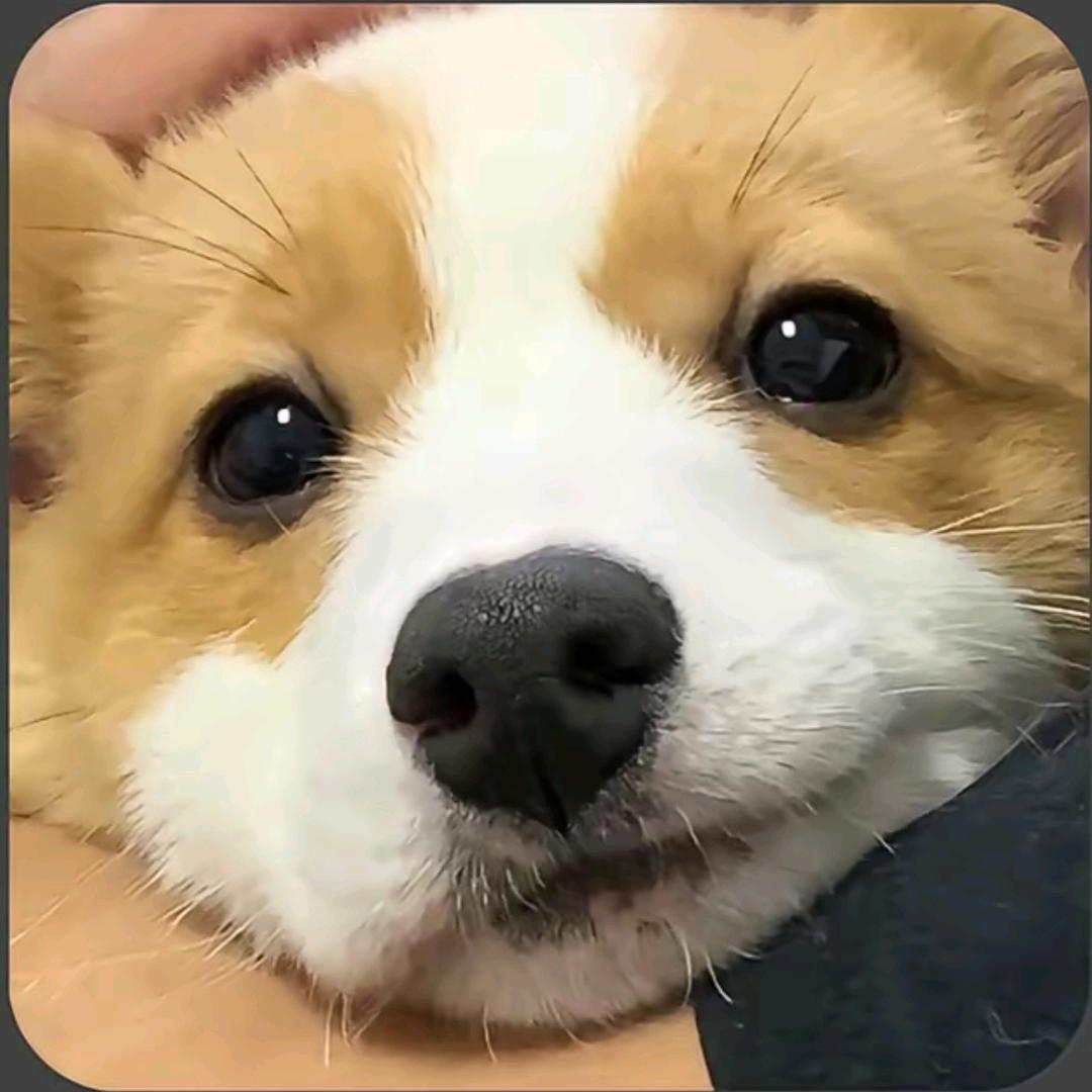 Rrr（努力版）