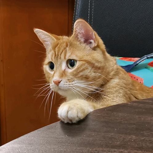 无敌的大懒猫(封了吧)🍀¹²⁸