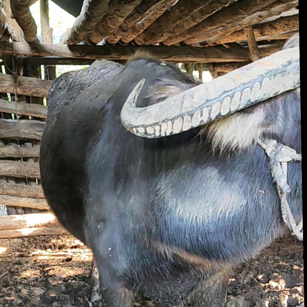 广西平安顺风改了