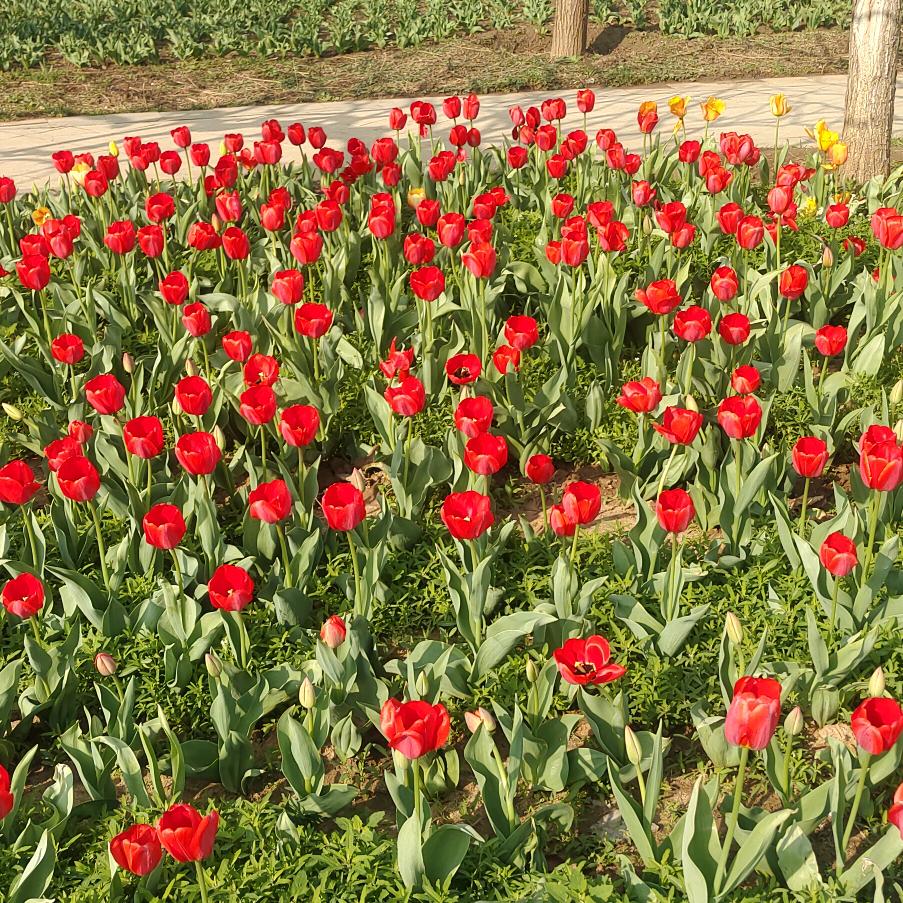 🌹🌹🌹皖南神鹰