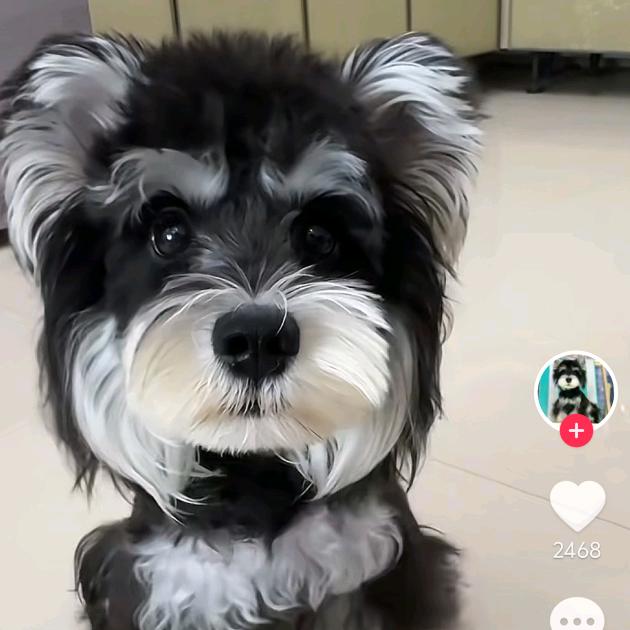 内江邱四，家养宠物狗1