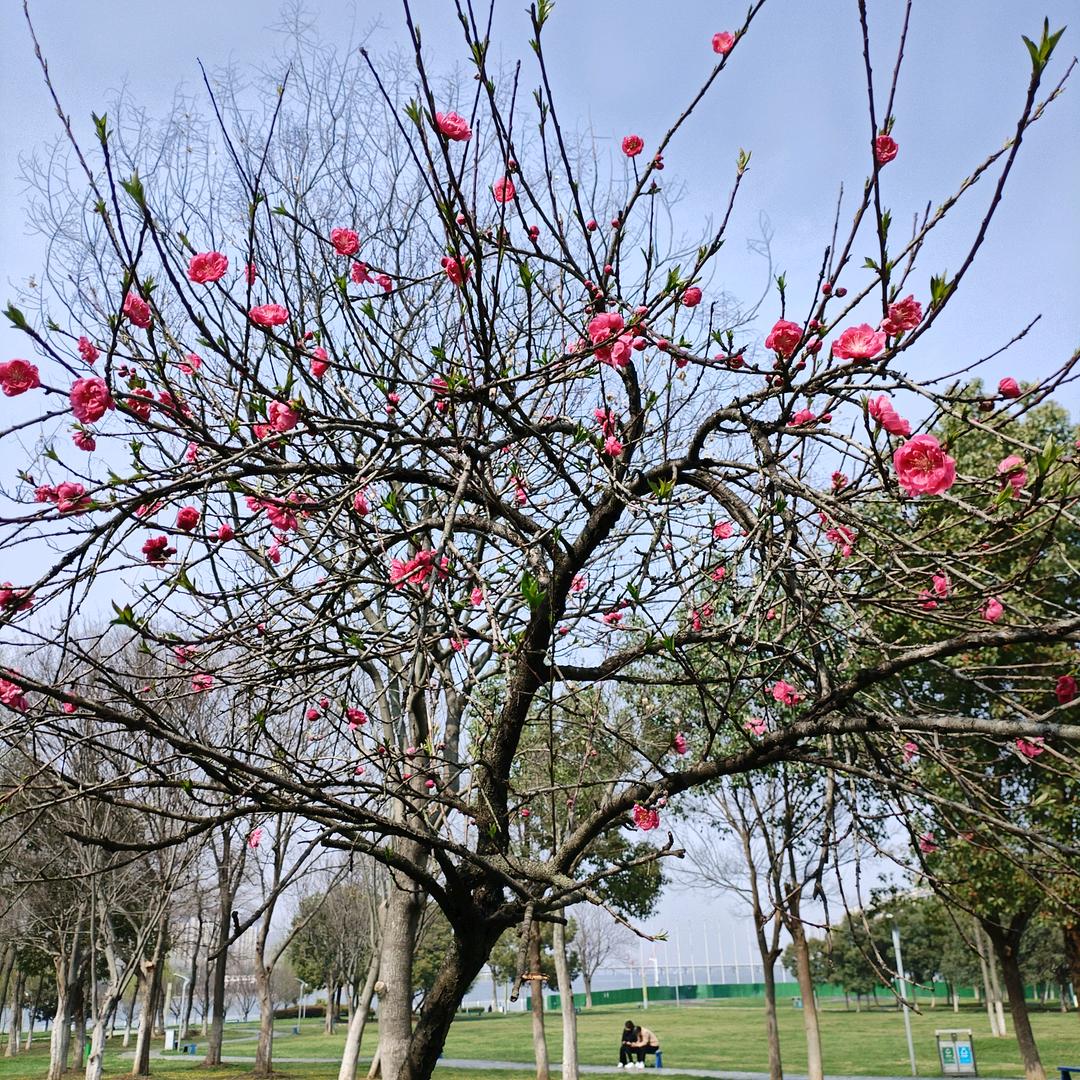 吴家小妹