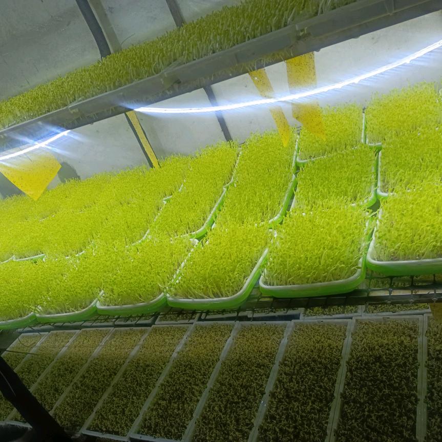 威远蔬菜苗种植农场