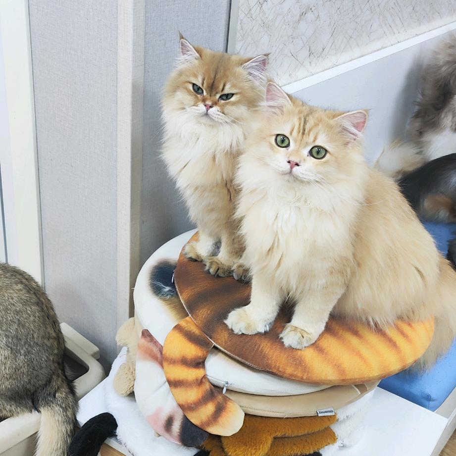 橙子妈妈与柚子宝宝