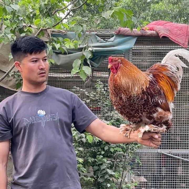 新疆和田 （ 公羊兔 ）