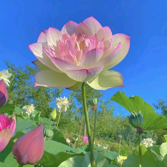 北斗师傅