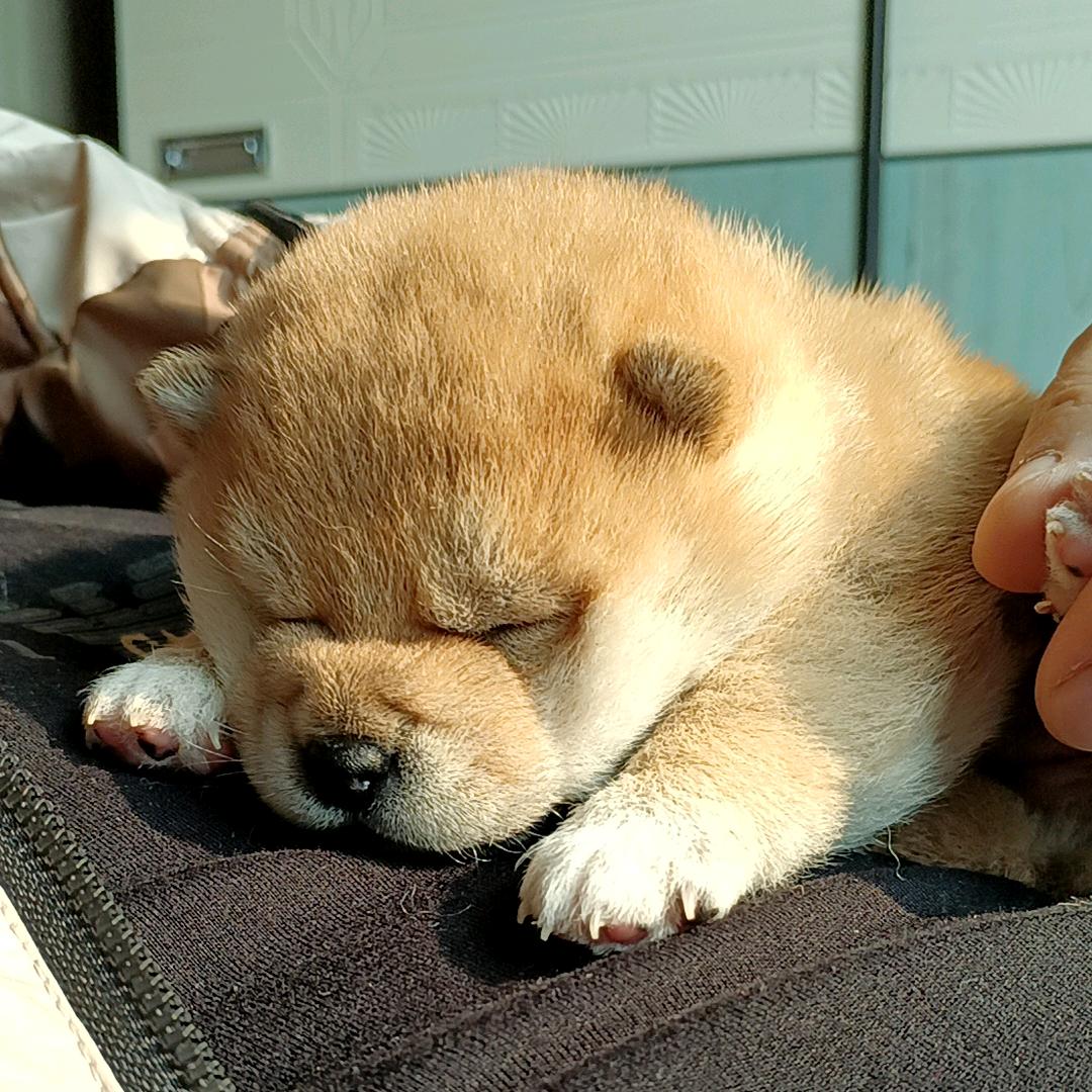 河北保定柴犬公社