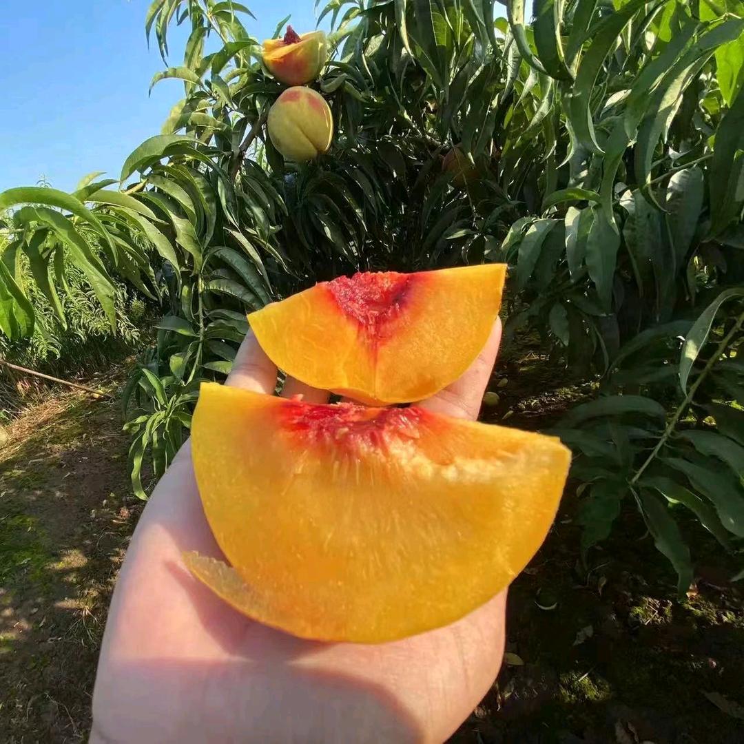 沂蒙山小果农优选