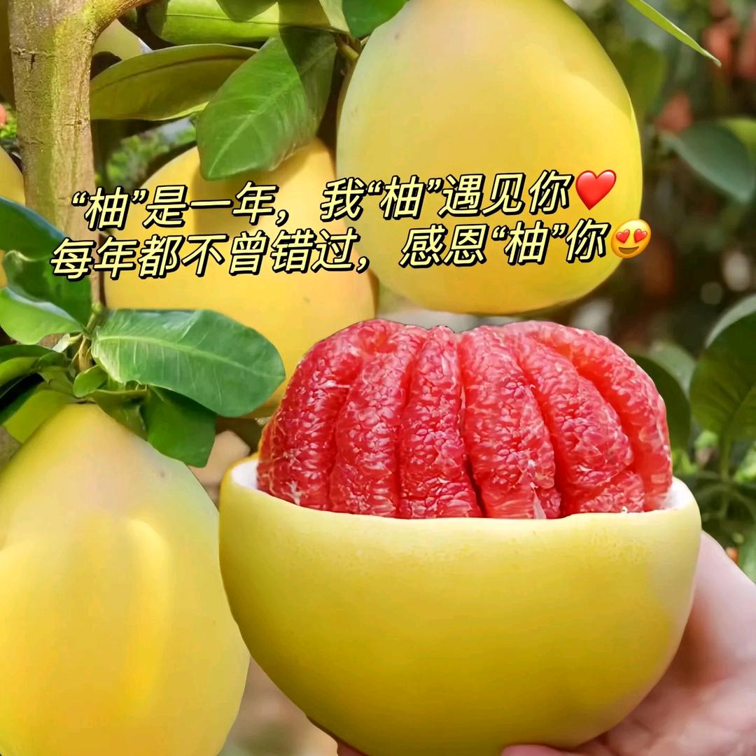 秀妹家的柚子果园